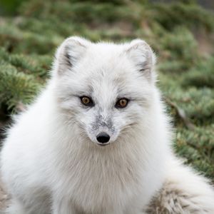 Превью обои песец, полярная лисица, хищник, морда, белый, мех