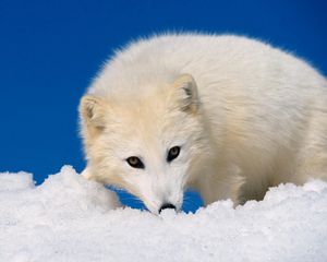 Превью обои песец, снег, охота, морда