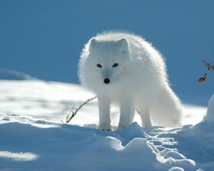 Превью обои песец, снег, следы, проход, светлый