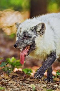 Превью обои песец, высунутый язык, животное, дикий