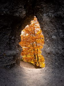 Превью обои пещера, деревья, желтый, осень, природа