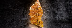 Превью обои пещера, деревья, желтый, осень, природа