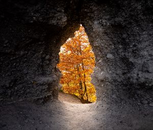 Превью обои пещера, деревья, желтый, осень, природа