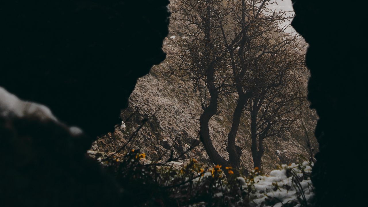 Обои пещера, дерево, цветы, снег, природа