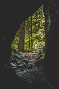 Превью обои пещера, лес, деревья, камни, тропа
