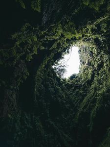 Превью обои пещера, папоротник, мох, растения, темный