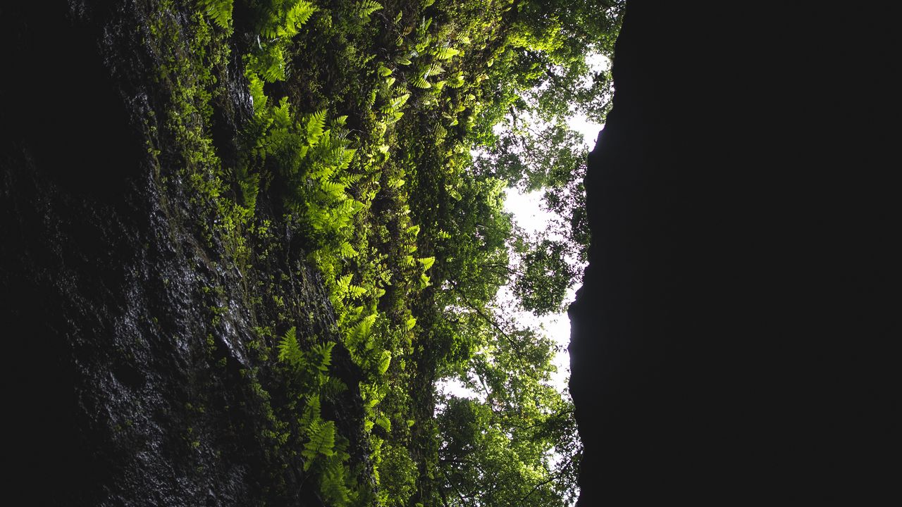 Обои пещера, скала, растительность, папоротник, деревья, темный