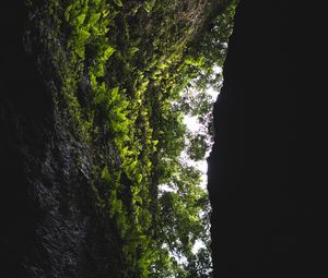 Превью обои пещера, скала, растительность, папоротник, деревья, темный
