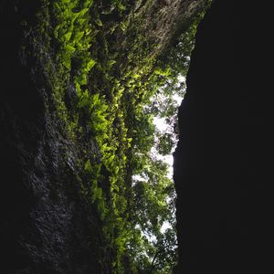 Превью обои пещера, скала, растительность, папоротник, деревья, темный