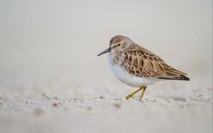 Превью обои песочник, птица, песок, дикая природа