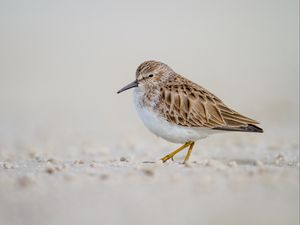 Превью обои песочник, птица, песок, дикая природа