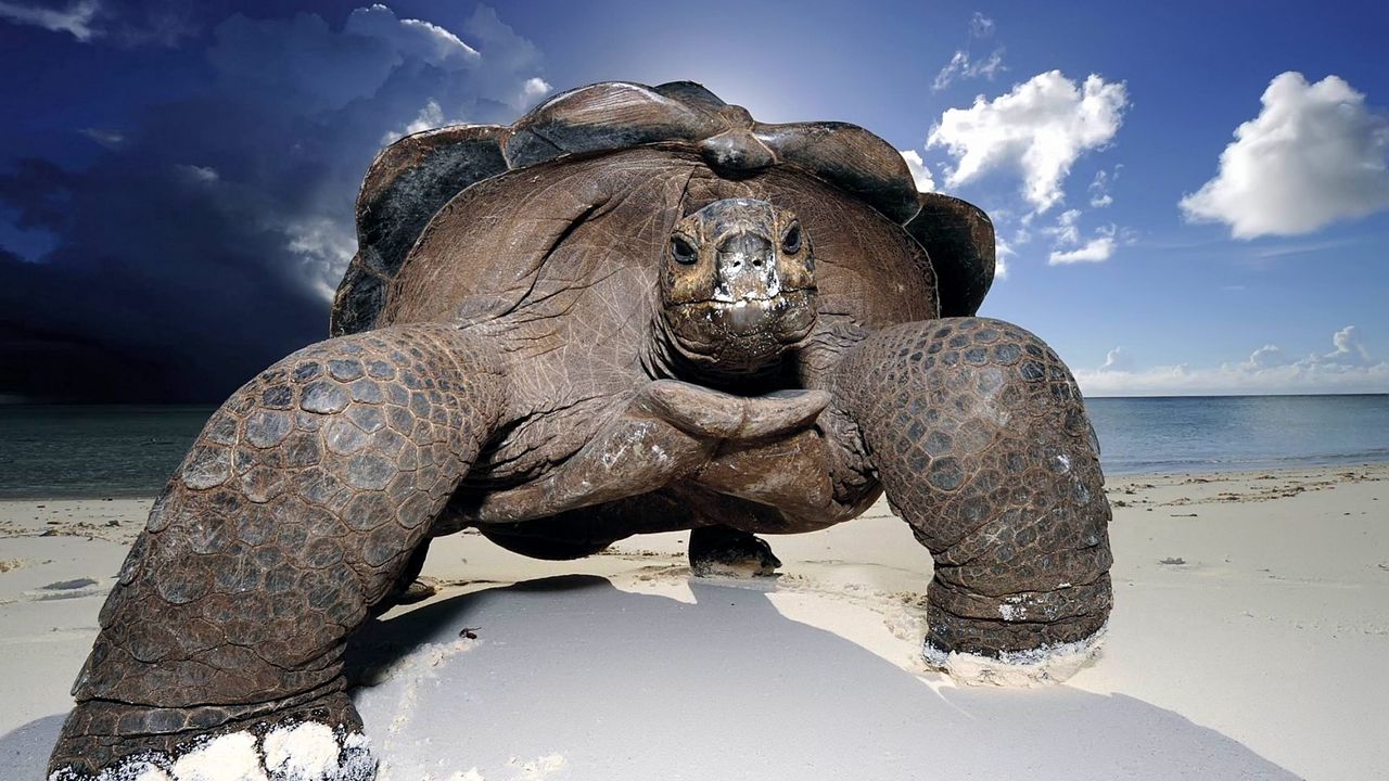 Обои песок, берег, черепаха, большая