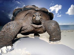 Превью обои песок, берег, черепаха, большая