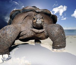 Превью обои песок, берег, черепаха, большая