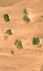 Превью обои песок, пустыня, дюны, растительность