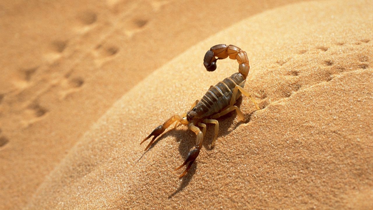 Обои песок, скорпион, следы, тень