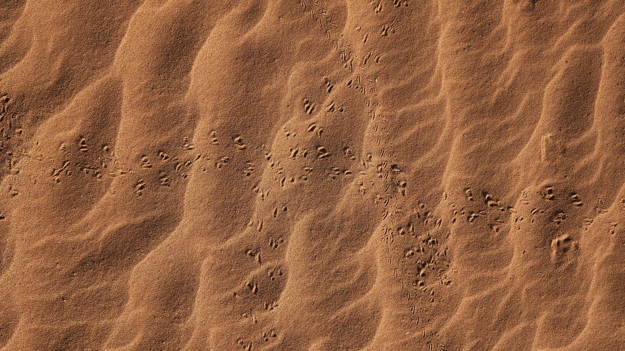 Обои песок, следы, пустыня, текстура