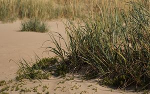 Превью обои песок, трава, природа