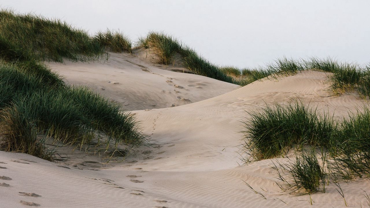 Обои песок, трава, следы