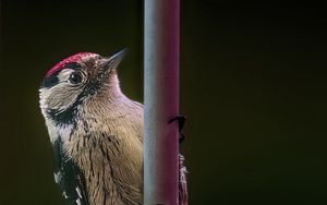 Превью обои пестрый дятел, птица, дикая природа, черный фон