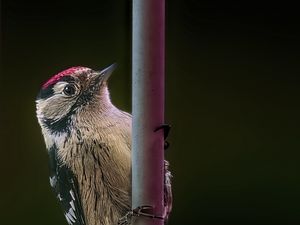 Превью обои пестрый дятел, птица, дикая природа, черный фон