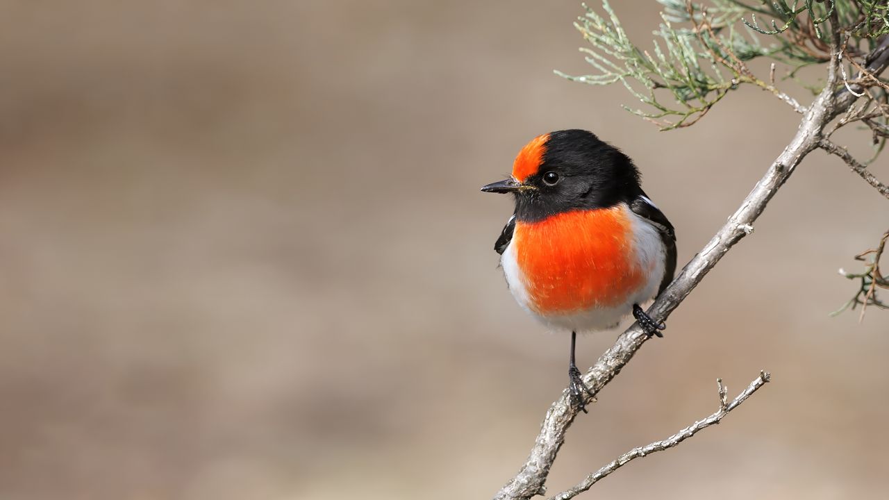 Обои петроика, птица, ветка, дерево