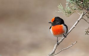 Превью обои петроика, птица, ветка, дерево