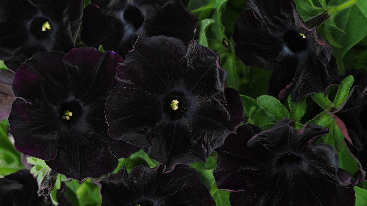 Обои петуния, цветы, черная, крупный план