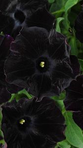 Превью обои петуния, цветы, черная, крупный план
