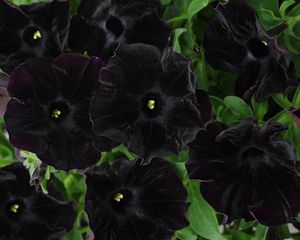 Превью обои петуния, цветы, черная, крупный план