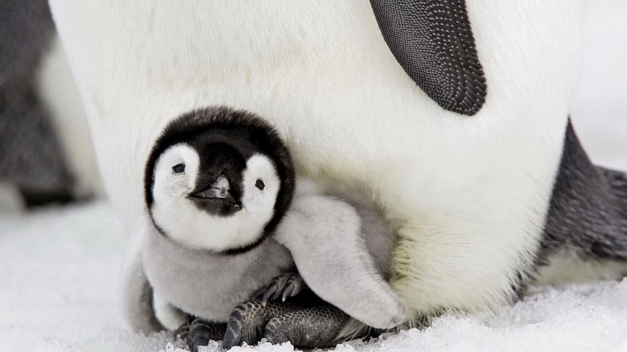 Обои пингвин, детеныш, лежать, забота