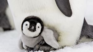 Превью обои пингвин, детеныш, лежать, забота