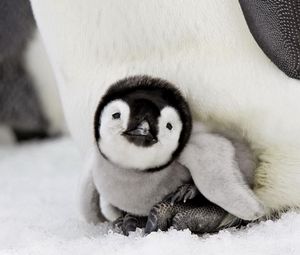 Превью обои пингвин, детеныш, лежать, забота