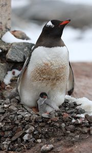 Превью обои пингвин, детеныш, семья, животное