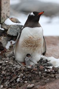 Превью обои пингвин, детеныш, семья, животное