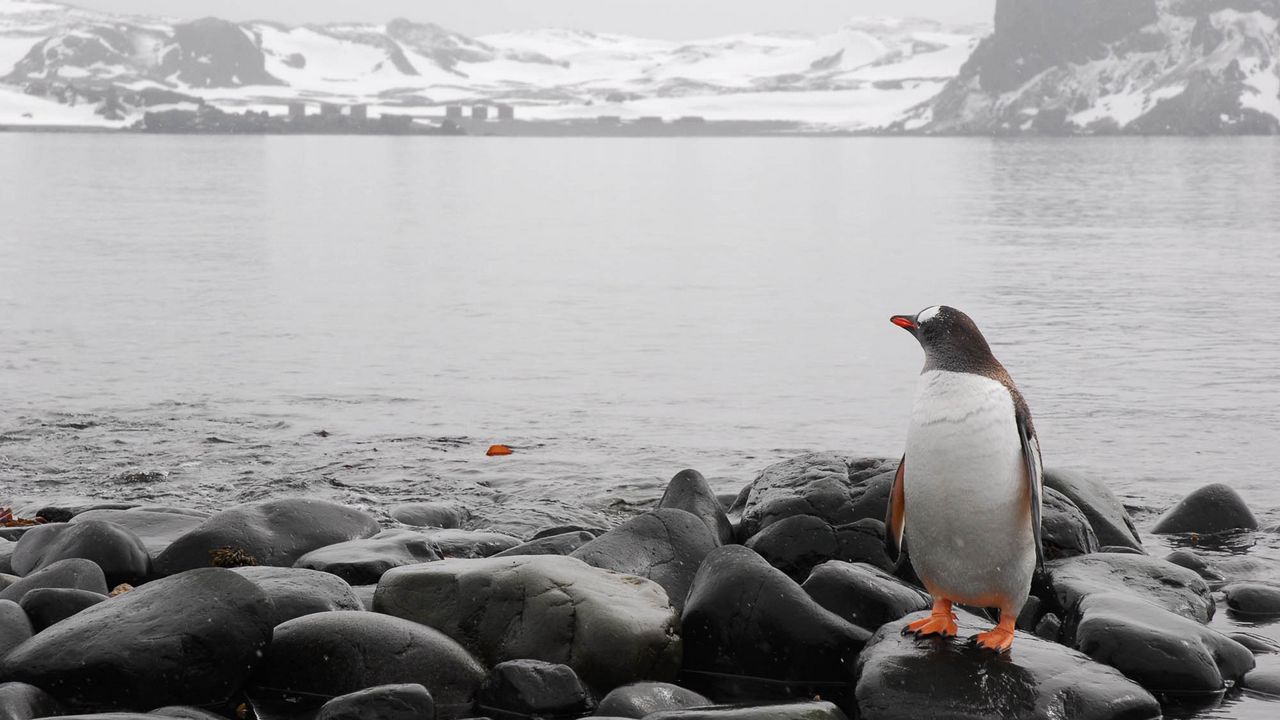 Обои пингвин, горизонт, камни, море