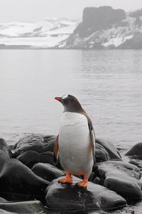 Превью обои пингвин, горизонт, камни, море