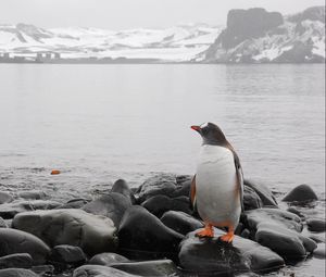 Превью обои пингвин, горизонт, камни, море