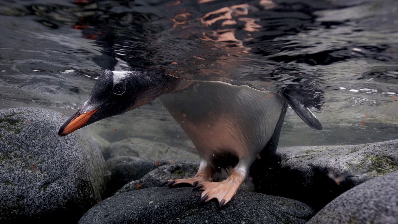 Обои пингвин, камни, вода, голова, лапы