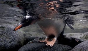Превью обои пингвин, камни, вода, голова, лапы