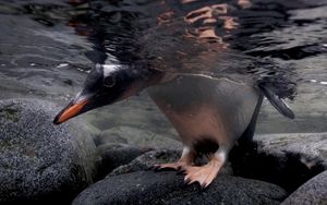 Превью обои пингвин, камни, вода, голова, лапы