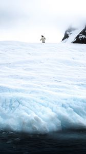 Превью обои пингвин, лед, снег, антарктика