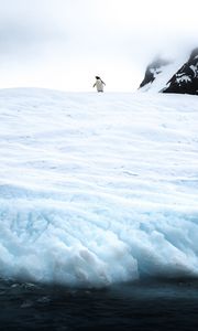 Превью обои пингвин, лед, снег, антарктика