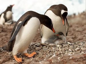 Превью обои пингвин, окрас, поверхность