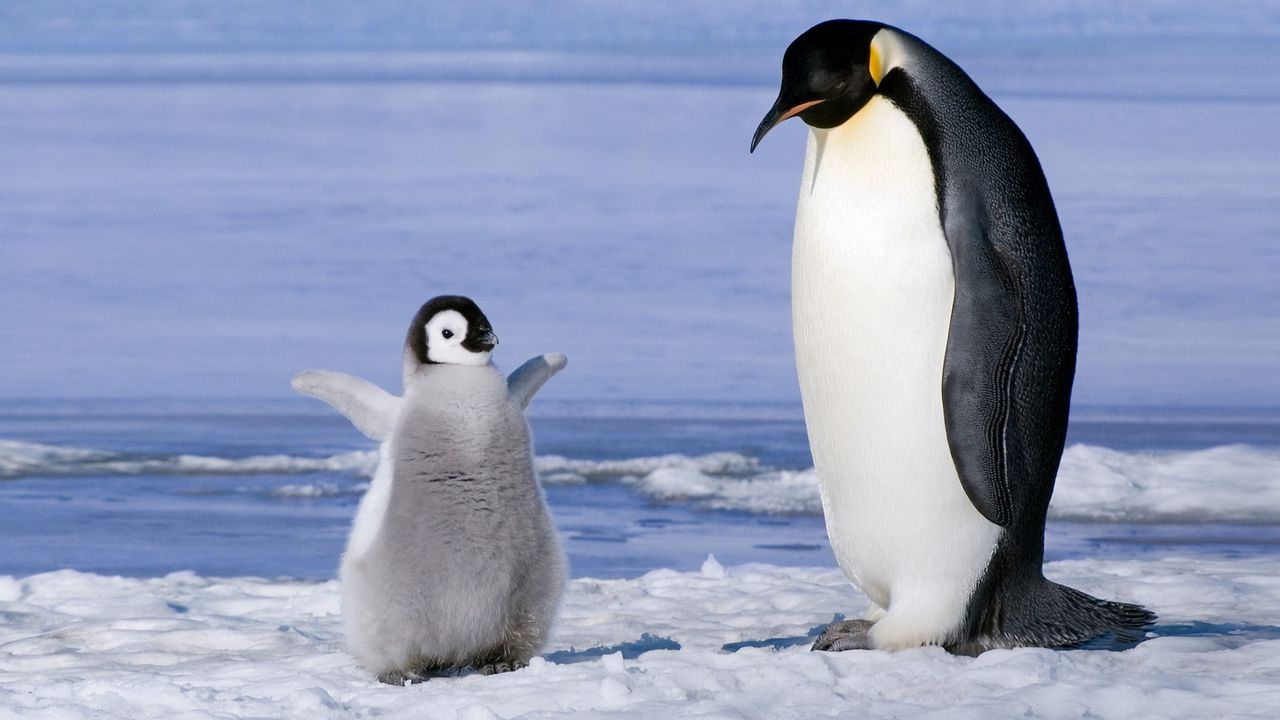 Обои пингвин, пара, снег, ледник, детеныш