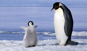 Превью обои пингвин, пара, снег, ледник, детеныш