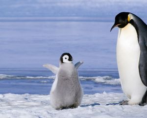 Превью обои пингвин, пара, снег, ледник, детеныш