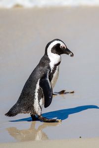 Превью обои пингвин, песок, тень