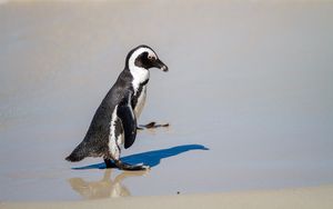 Превью обои пингвин, песок, тень