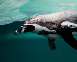 Превью обои пингвин, плавать, океан